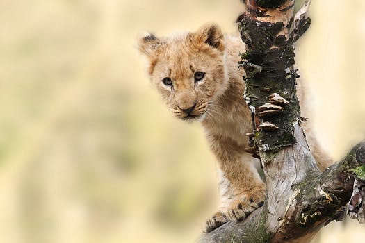 lion-animal-nature-predator-40835